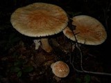 Amanita daucipes image