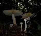 Amanita daucipes image
