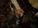 Amanita daucipes image