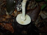 Amanita daucipes image