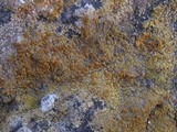 Caloplaca citrina image