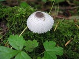 Leucocoprinus brebissonii image