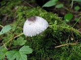 Leucocoprinus brebissonii image