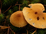 Cystoderma amianthinum image