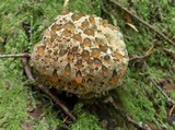 Inonotus dryadeus image
