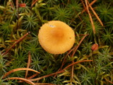 Cystoderma amianthinum image