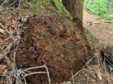 Inonotus dryadeus image