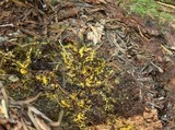 Inonotus dryadeus image
