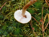 Cystoderma amianthinum image