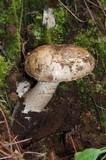 Amanita fallax image