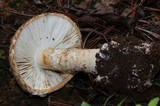 Amanita fallax image