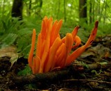 Clavulinopsis aurantiocinnabarina image