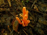 Clavulinopsis aurantiocinnabarina image