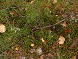 Cystoderma amianthinum image