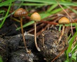 Psilocybe coprophila image