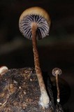 Psilocybe coprophila image