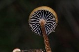 Psilocybe coprophila image