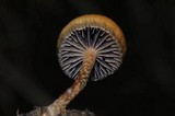 Psilocybe coprophila image