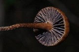 Psilocybe coprophila image