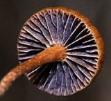 Psilocybe coprophila image