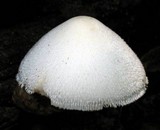 Volvariella bombycina image