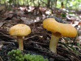 Cantharellus septentrionalis image