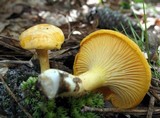 Cantharellus septentrionalis image