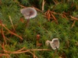 Cantharellula umbonata image