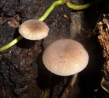 Pluteus longistriatus image