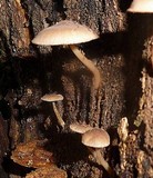 Pluteus longistriatus image