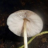 Pluteus longistriatus image