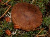 Tricholoma imbricatum image