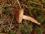 Tricholoma imbricatum image