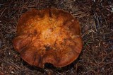 Cortinarius caperatus image