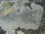 Diploschistes scruposus image