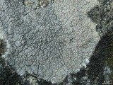 Diploschistes scruposus image