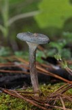 Cantharellula umbonata image