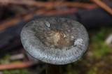 Cantharellula umbonata image