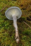 Cantharellula umbonata image
