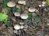 Mycetinis alliaceus image
