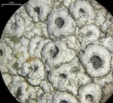 Diploschistes scruposus image