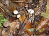 Mycetinis alliaceus image