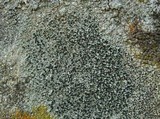 Lecidella asema image