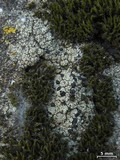 Lecidella asema image