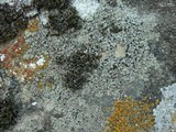 Lecidella asema image