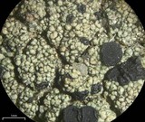 Lecidella asema image