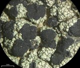 Lecidella asema image