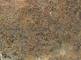 Acarospora obnubila image