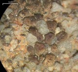 Acarospora obnubila image