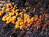 Dacrymyces stillatus image